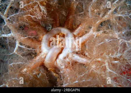 Primo piano di un cetriolo di mare dai piedi d'arancio che dà da mangiare sott'acqua nella St Lawrence River. Foto Stock