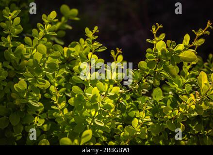 Sfondo, consistenza di foglie verdi, gialle, fogliame del barberry thunbergii aurea. Motivi botanici con bellissime foglie di verde chiaro sotto Foto Stock