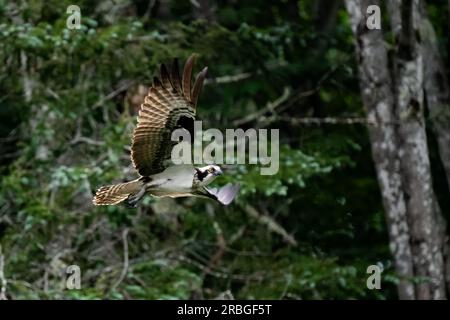 Un falco pescatore, il Pandion haliaetus, in volo lungo un fiume nelle Adirondack Mountains, New York USA, con uno sfondo di fitta foresta Foto Stock