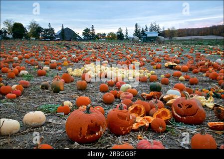 zucche in un campo di zucca prima dell'alba Foto Stock