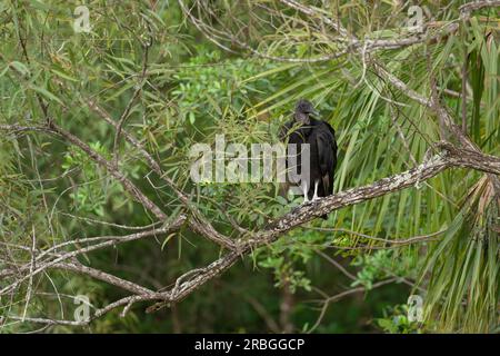 Avvoltoio nero, Parco Nazionale delle Everglades Foto Stock