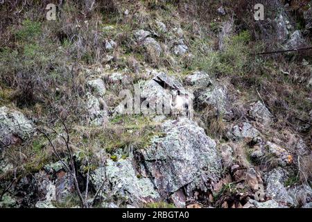 Le capre selvatiche australiane mangiano erba sulla ripida scogliera accanto al fiume Macquarie vicino a Hill End, New South Wales, Australia Foto Stock