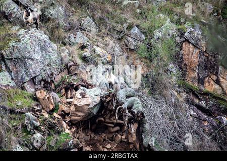 Le capre selvatiche australiane mangiano erba sulla ripida scogliera accanto al fiume Macquarie vicino a Hill End, New South Wales, Australia Foto Stock