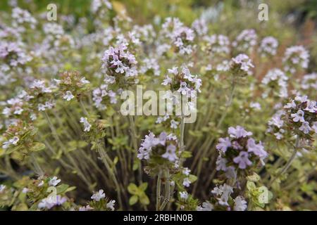 Primo piano ad angolo ampio su un timo comune o da giardino a fiore viola morbido, Thymus vulgaris Foto Stock
