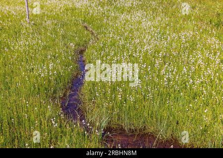 Ravviva in un prato bagnato con erba di cotone in fiore Foto Stock