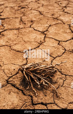 Radice di mais secco su terreno polveroso incrinato, concentrazione selettiva Foto Stock