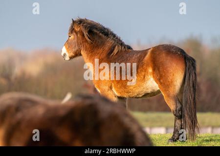 Un pony Exmoor selvaggio marrone si erge contro un cielo blu. Visto dietro un altro pony. Sta guardando in lontananza in una riserva naturale di Fochteloo Foto Stock