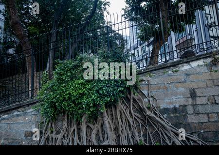 Un piccolo albero che cresce attraverso un muro di cemento e una recinzione di ferro su una collina a Hong Kong, Cina, Asia. Foto: Rob Watkins Foto Stock