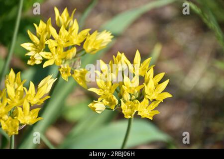 Giardino con graziosi fiori dorati di allium fioriti in fiore. Foto Stock