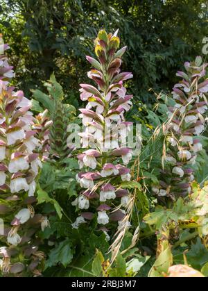 Acanthus mollis BREHages Bear una pianta fiorente estiva di primavera con un fiore bianco d'estate e un cappuccio viola che si aprono Nel mese di luglio e agosto e IS Foto Stock