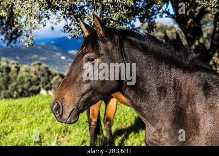 Dettaglio della testa di un cavallo nero leggero che si piega fuori da una recinzione, in un prato. Concetto di equitazione, fauna selvatica, animali domestici e animali domestici. Foto Stock