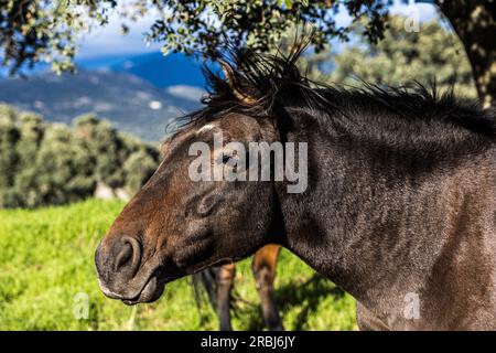 Dettaglio della testa di un cavallo nero leggero che si piega fuori da una recinzione, in un prato. Concetto di equitazione, fauna selvatica, animali domestici e animali domestici. Foto Stock