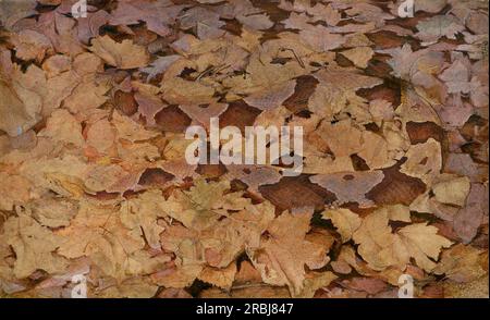 Copperhead Snake on Dead Leaves 1915 di Abbott Handerson Thayer Foto Stock