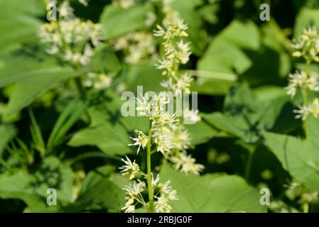 Echinocystis lobata, primi piani di fiori estivi di cetriolo selvatico Foto Stock