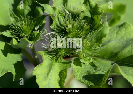 Arctium lappa, maggiore fuoco selettivo per primi piani di burdock e frutti d'India Foto Stock