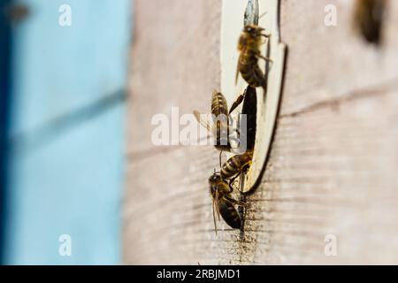 Gruppo di api vicino ad un alveare, in volo. Alveare di legno e api. Le api volano fuori e volano nell'entrata rotonda di un alveare di legno d'annata in un apiar Foto Stock