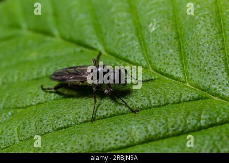 Aquilegia sawfly chiamato anche columbine sawfly Pristiphora rufipes. Comune peste di ribes e uva spina in giardini e piantagioni coltivate. Foto Stock