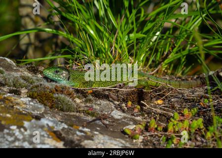 La lucertola verde europea Lacerta viridis emerge dall'erba esponendo i suoi bei colori. Foto Stock