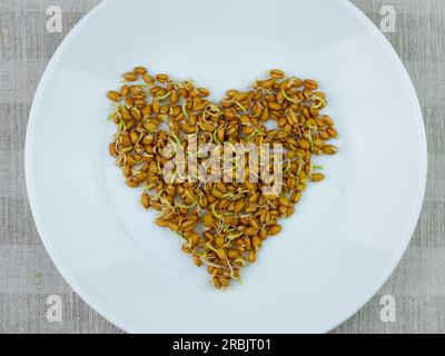 Grani di grano germogliati cuore bianco piatto di lino sfondo. Cibo macrobiotico germoglia pasto vegetariano. Concetto di dieta sana. Piante domestiche in sprina Foto Stock