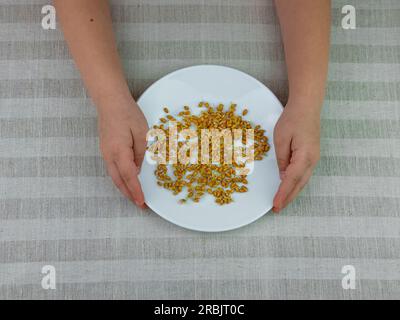 Grano germogliato nelle mani del bambino su fondo di lino. Cibo macrobiotico germoglia pasto vegetariano. Concetto di dieta sana. Piante a casa in primavera. FR Foto Stock