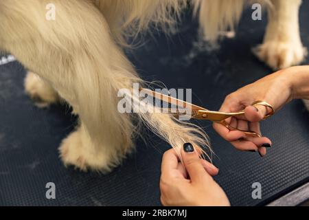 Pelliccia professionale tagliata con forbici. Il concetto di "cane da toeletta" Foto Stock