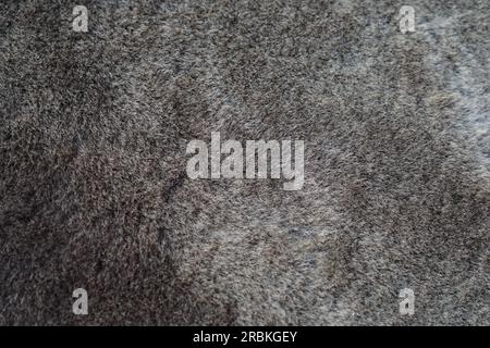 La tessitura di un tappeto bianco con pelo lungo Foto stock - Alamy