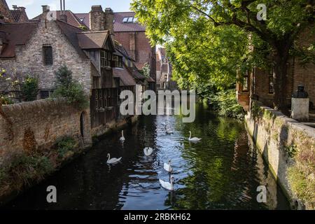 Cigni su un canale nella città vecchia, Bruges, Fiandre occidentali, Belgio, Europa Foto Stock