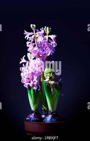 Tre giacinti rosa in vaso contro il nero Foto Stock