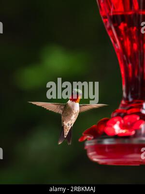 Primo piano del colibrì che si libra a mezz'aria accanto a un alimentatore rosso. Foto Stock