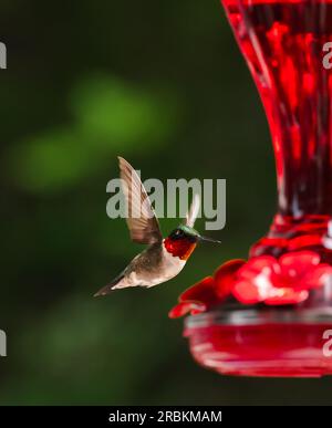 Primo piano del colibrì che vola verso un alimentatore rosso. Foto Stock