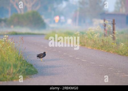 moorhen (Gallinula chloropus), in piedi su una stretta strada polder, vista laterale, Paesi Bassi Foto Stock