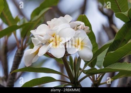 frangipani pianta, nosegaytree (Plumeria alba), fiori, USA, Hawaii Foto Stock
