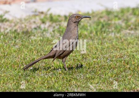 rasher a becco curvirostre (Toxostoma curvirostre), foraging in un prato, vista laterale, USA, Arizona, Scottsdale Foto Stock