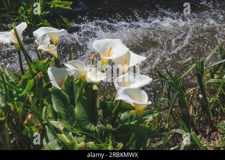 Giglio calla comune, Jack nel pulpito, calla fioraio, giglio egiziano, giglio Arum (Zantedeschia aethiopica, calla aethiopica), bluehend a creek Foto Stock