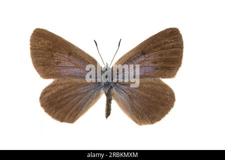 Blu grande (Phengaris arion, Maculinea arion, Glaucopsyche arion), femmina, superiore, ritagliati Foto Stock