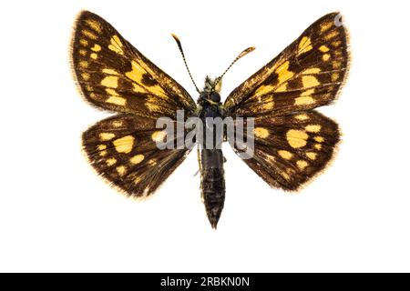 Skipper con equitazione, Skipper artico (Carterocephalus palaemon, Pamphila palaemon), femmina, superiore, tagliata Foto Stock