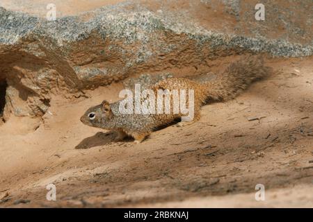 Scoiattolo di roccia (Citellus variegatus), sulla riva del fiume Salt, vista laterale, USA, Arizona, Bush Highway Foto Stock