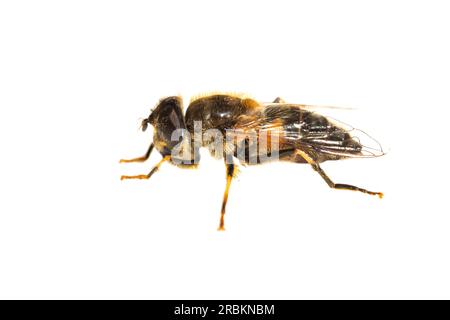 Drone Fly conico (Eristalis pertinax, Eoseristalis pertinax), vista laterale, ritaglio, Paesi Bassi Foto Stock