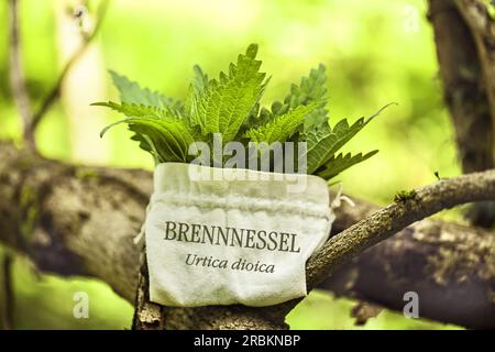 Ortica comune, ortica pungente, foglia di ortica, ortica, stinger (Urtica dioica), Pacco di rete pungente in busta con lettere BRENNNESSEL, URTICA DIOICA, Foto Stock