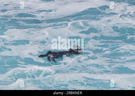 Lontra marina (Enhydra lutris), nutrizione, galleggiante sul retro in spray violenti, USA, California, Pazific Coast Highway Foto Stock