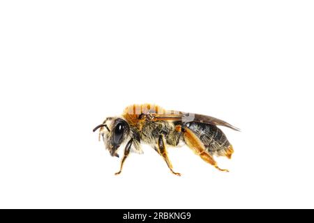 Ape estrattiva dalla coda d'arancia (Andrena haemorrhoa, Andrena albicans), femmina, vista laterale, ritaglio, Paesi Bassi Foto Stock