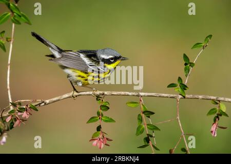 Parula di magnolia (Setophaga magnolia), maschio adulto arroccato su un ramo, Stati Uniti, Texas Foto Stock