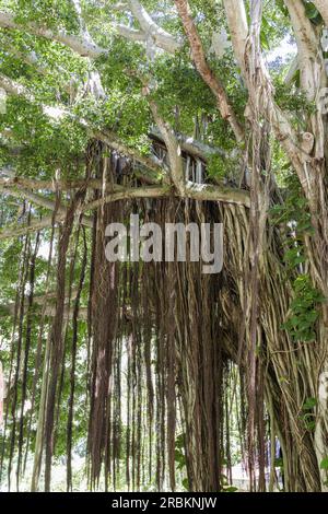 fig (spec. Ficus), pianta di grandi dimensioni con radici aeree, USA, Hawaii, Maui Foto Stock