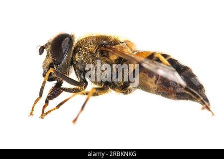Drone Fly conico (Eristalis pertinax, Eoseristalis pertinax), vista laterale, ritaglio, Paesi Bassi Foto Stock