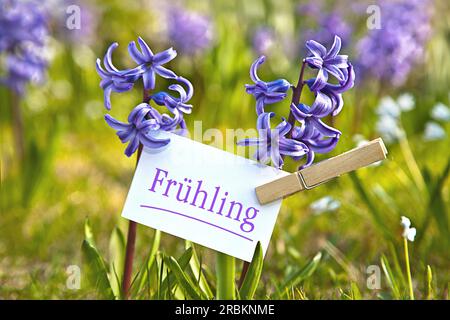 Foglio di appunti sui giacinti blu con scritta Fruehling, primavera Foto Stock