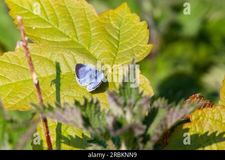 Blu azzurro, azzurro azzurro (Celastrina argiolus, Celestrina argiolus, Cyaniris argiolus, Lycaena argiolus), seduta su una lwaf, Regno Unito, Inghilterra, Foto Stock