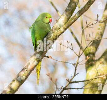 Parakeet con anelli di rosa (Psittacula krameri), arroccato su un ramo, Paesi Bassi Foto Stock