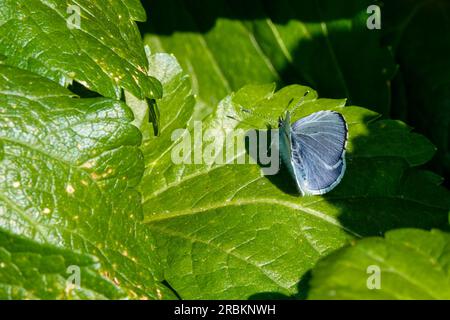 Blu azzurro, azzurro azzurro (Celastrina argiolus, Celestrina argiolus, Cyaniris argiolus, Lycaena argiolus), Seduto su una lwaf, Regno Unito, Inghilterra, no Foto Stock