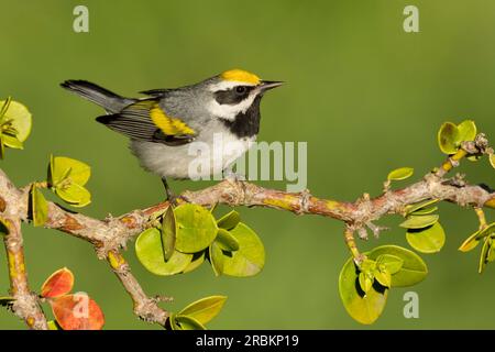 Parula alata d'oro (Vermivora chrysoptera), maschio adulto, USA, Texas Foto Stock