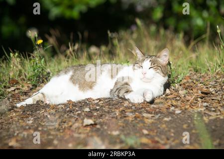 Gatto sorridente, che dorme in giardino Foto Stock